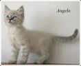 /album/angelo/angelo-9-hetes-001-jpg/